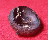 Hymenoscyphus fructigenus image