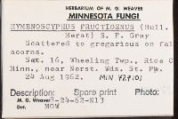 Hymenoscyphus fructigenus image