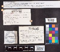 Hymenoscyphus fructigenus image