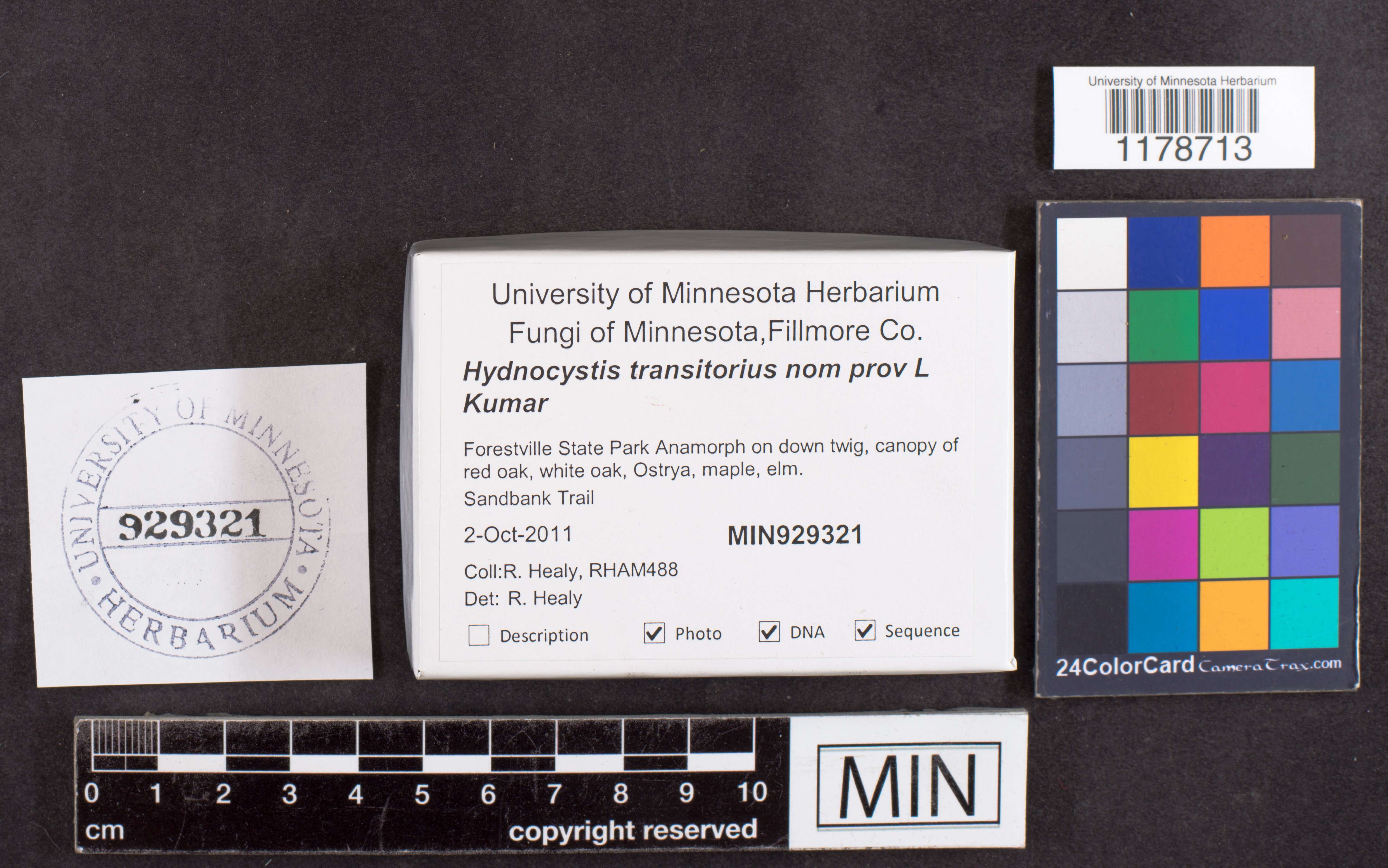 Hydnocystis transitoria image