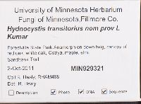 Hydnocystis transitoria image