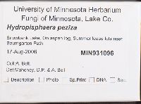 Nectria peziza image