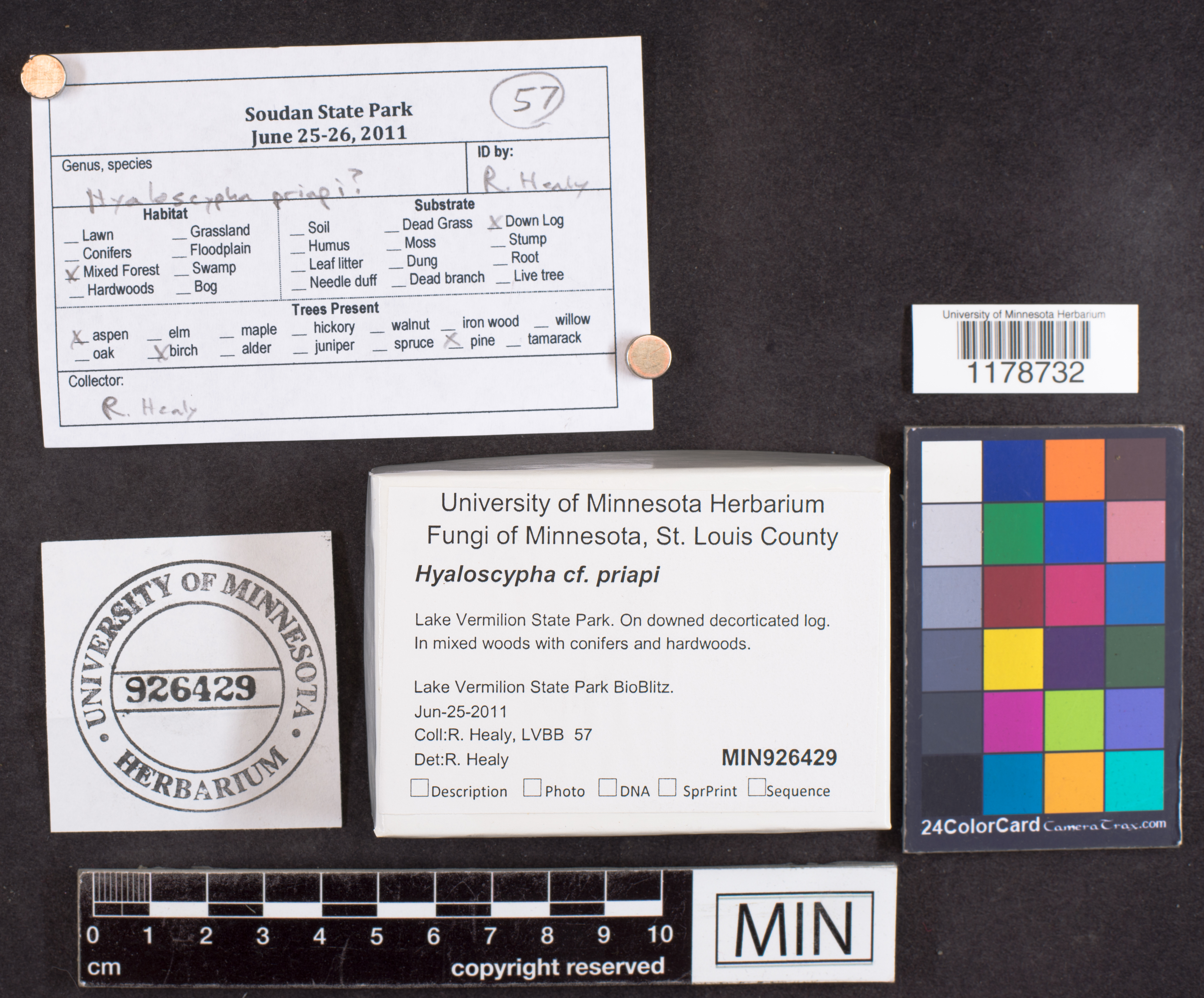 Hyaloscypha priapi image