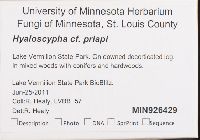 Hyaloscypha priapi image