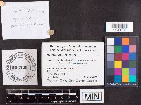 Hyaloscypha priapi image