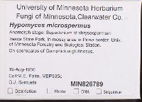 Hypomyces microspermus image