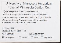 Hypomyces microspermus image