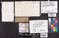 Hypomyces microspermus image