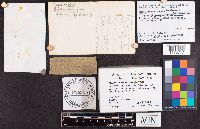 Hypomyces microspermus image