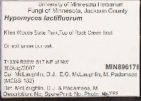 Hypomyces lactifluorum image