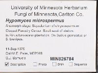 Hypomyces microspermus image