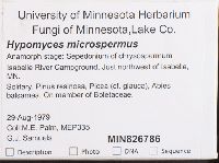 Hypomyces microspermus image