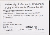 Hypomyces microspermus image