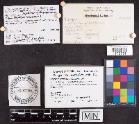 Hypomyces microspermus image