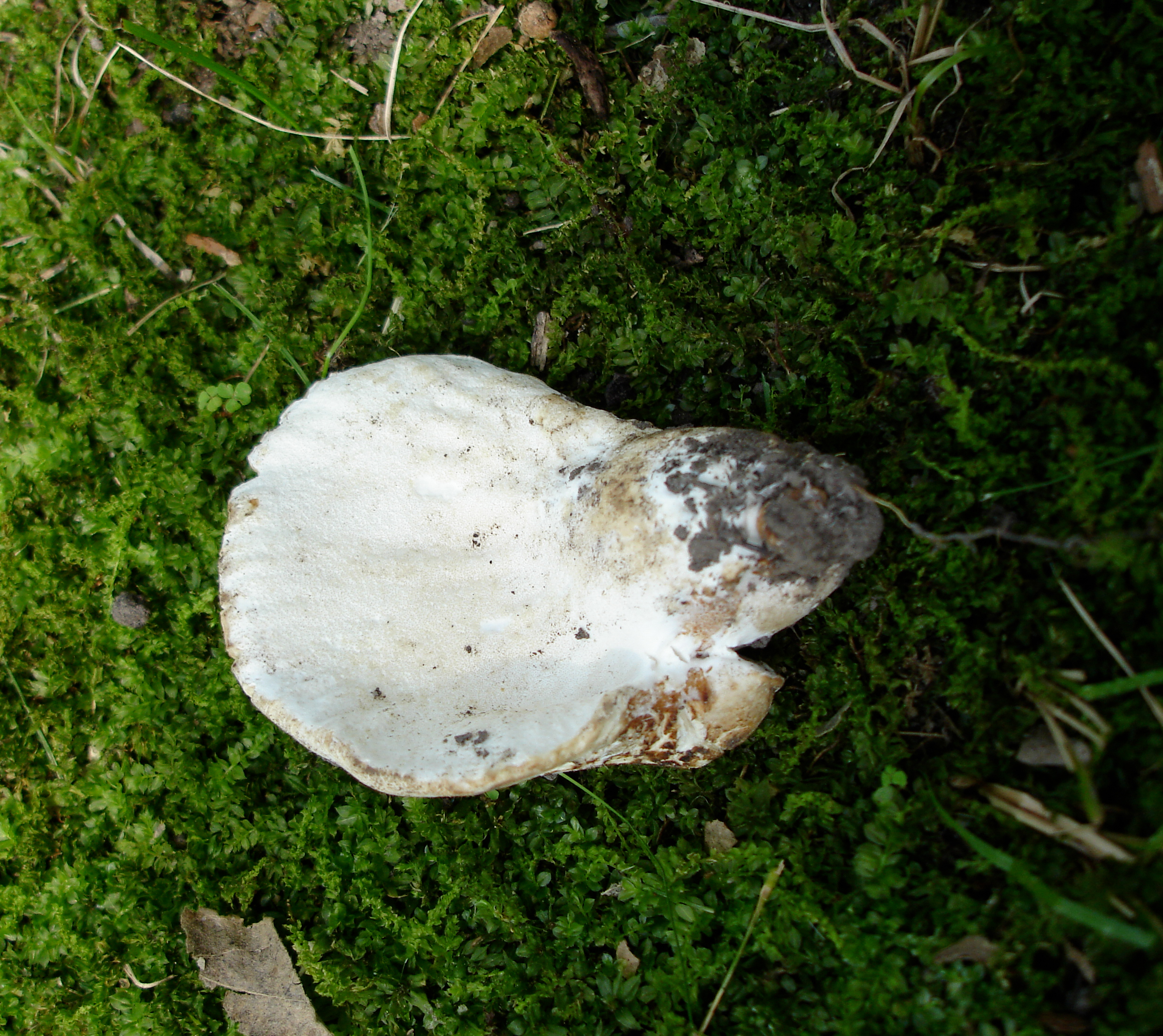 Hypomyces macrosporus image