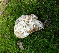 Hypomyces macrosporus image