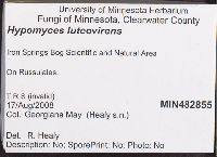 Hypomyces luteovirens image