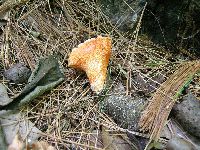 Hypomyces lactifluorum image