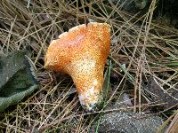 Hypomyces lactifluorum image