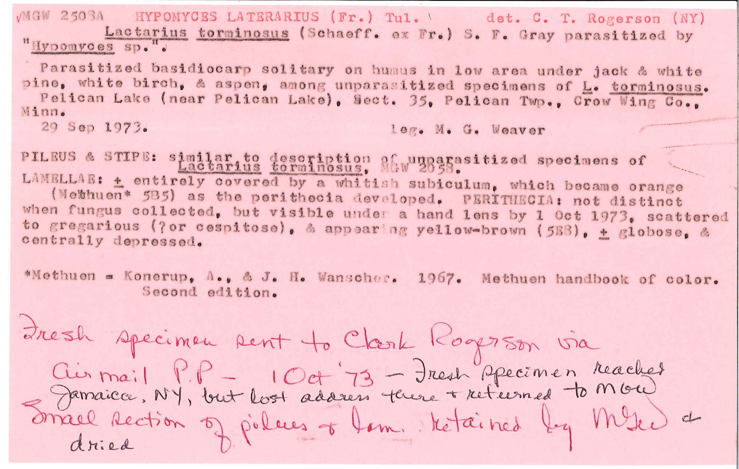 Hypomyces lateritius image