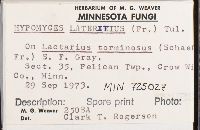 Hypomyces lateritius image