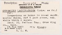 Hypomyces lactifluorum image