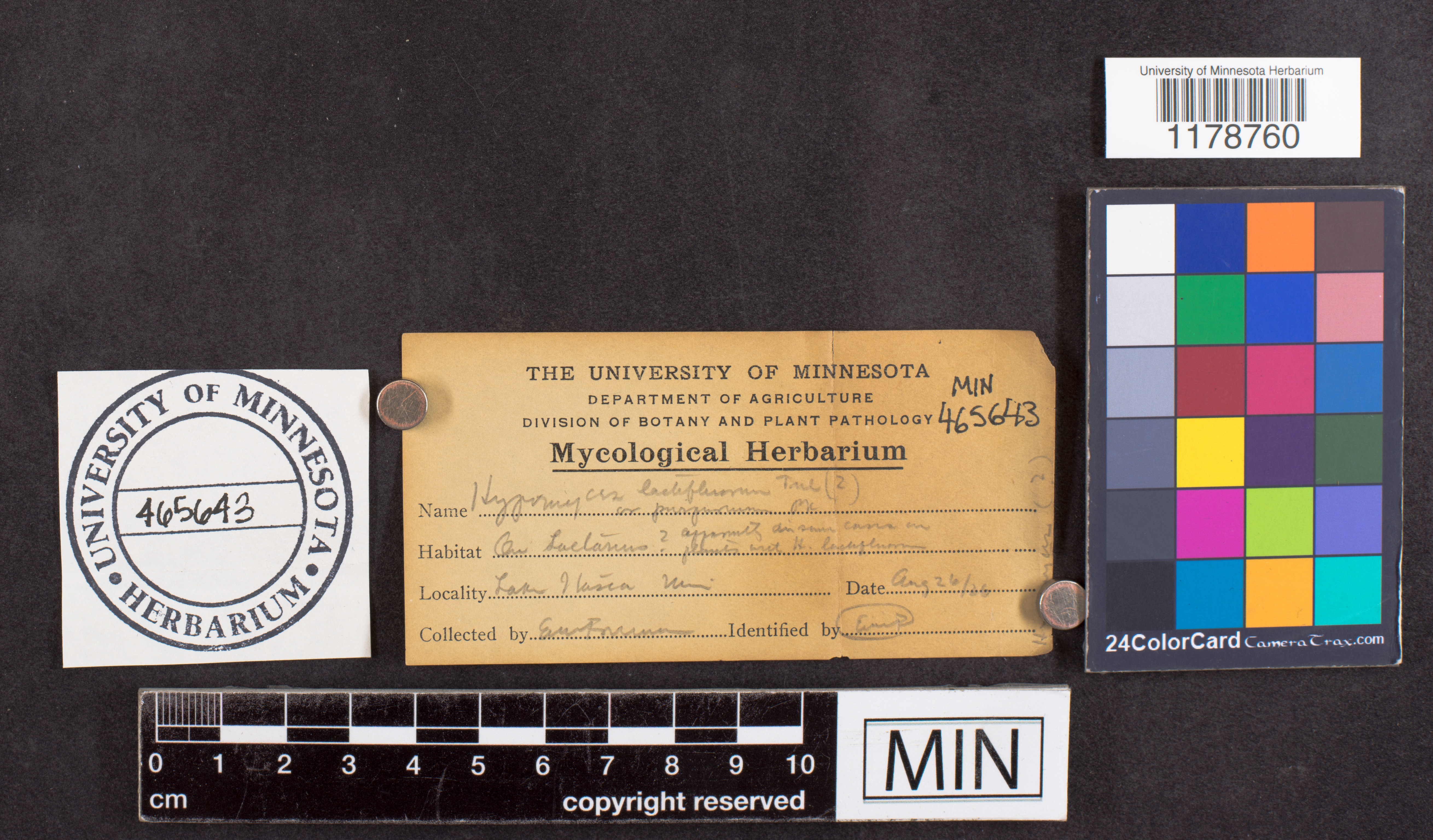 Hypomyces purpureus image