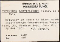 Hypomyces lactifluorum image