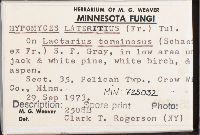 Hypomyces lateritius image