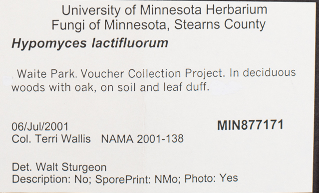 Hypomyces lactifluorum image