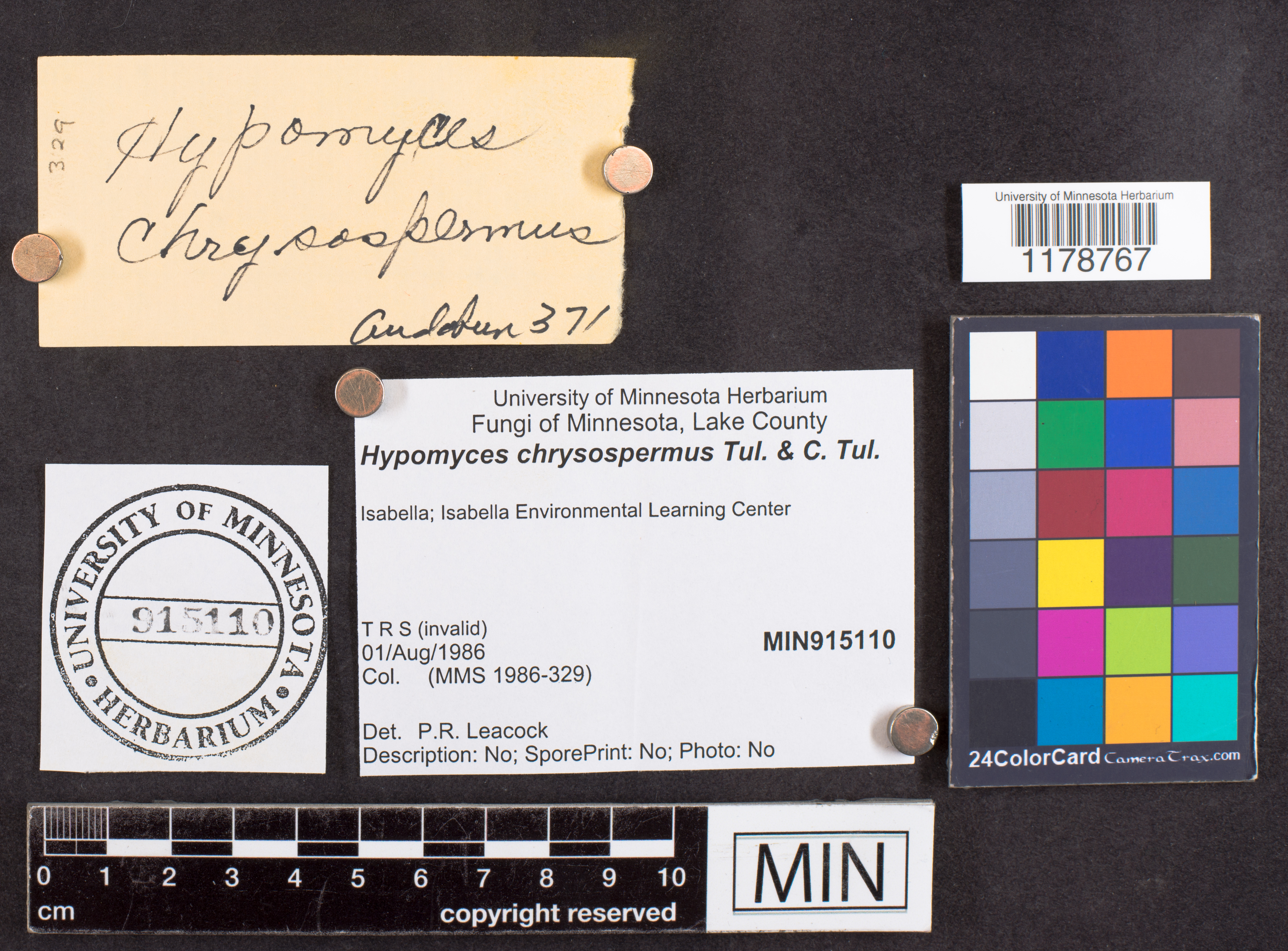 Hypomyces chrysospermus image