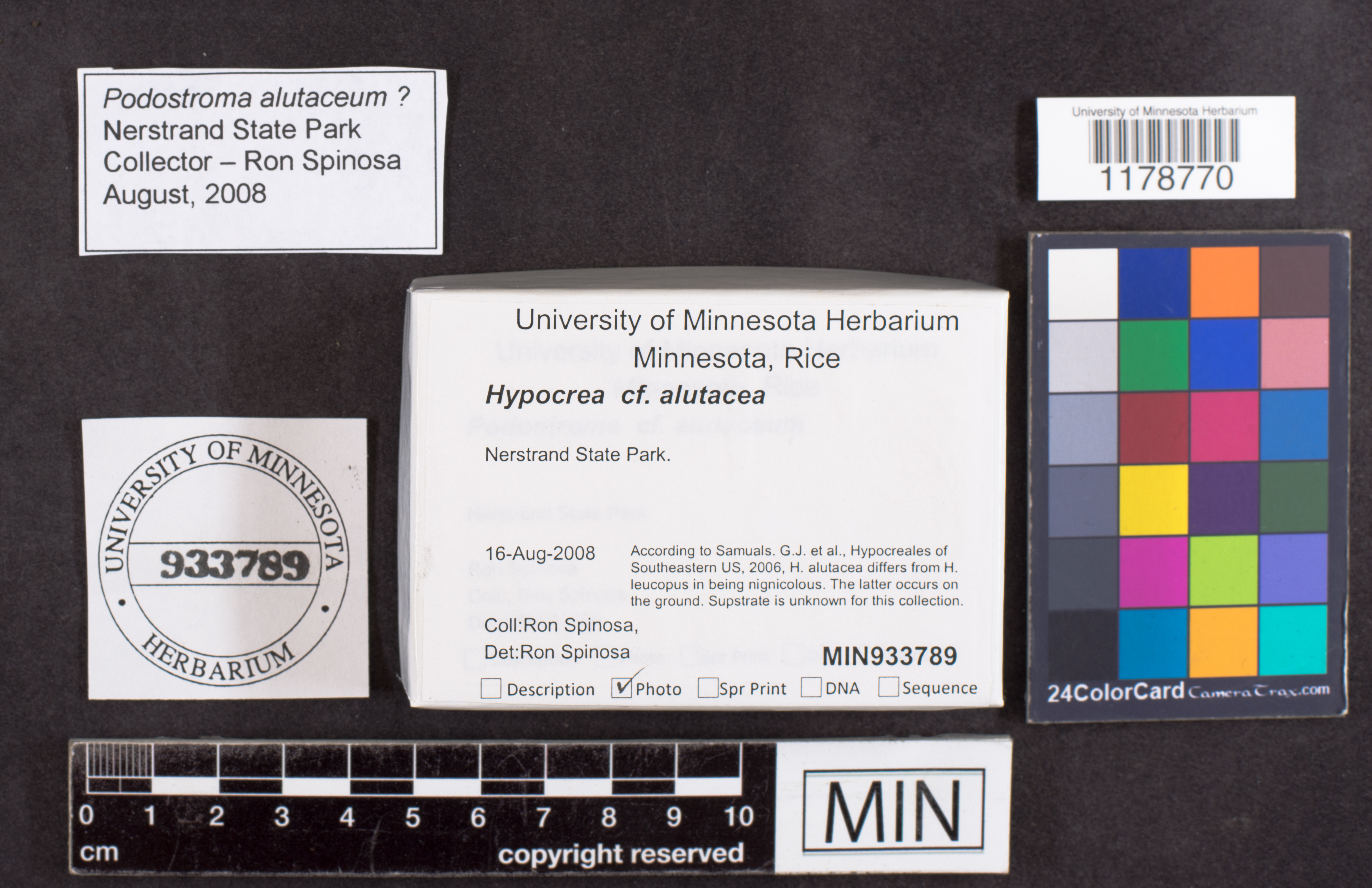 Hypocrea alutacea image