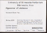 Hypocrea alutacea image