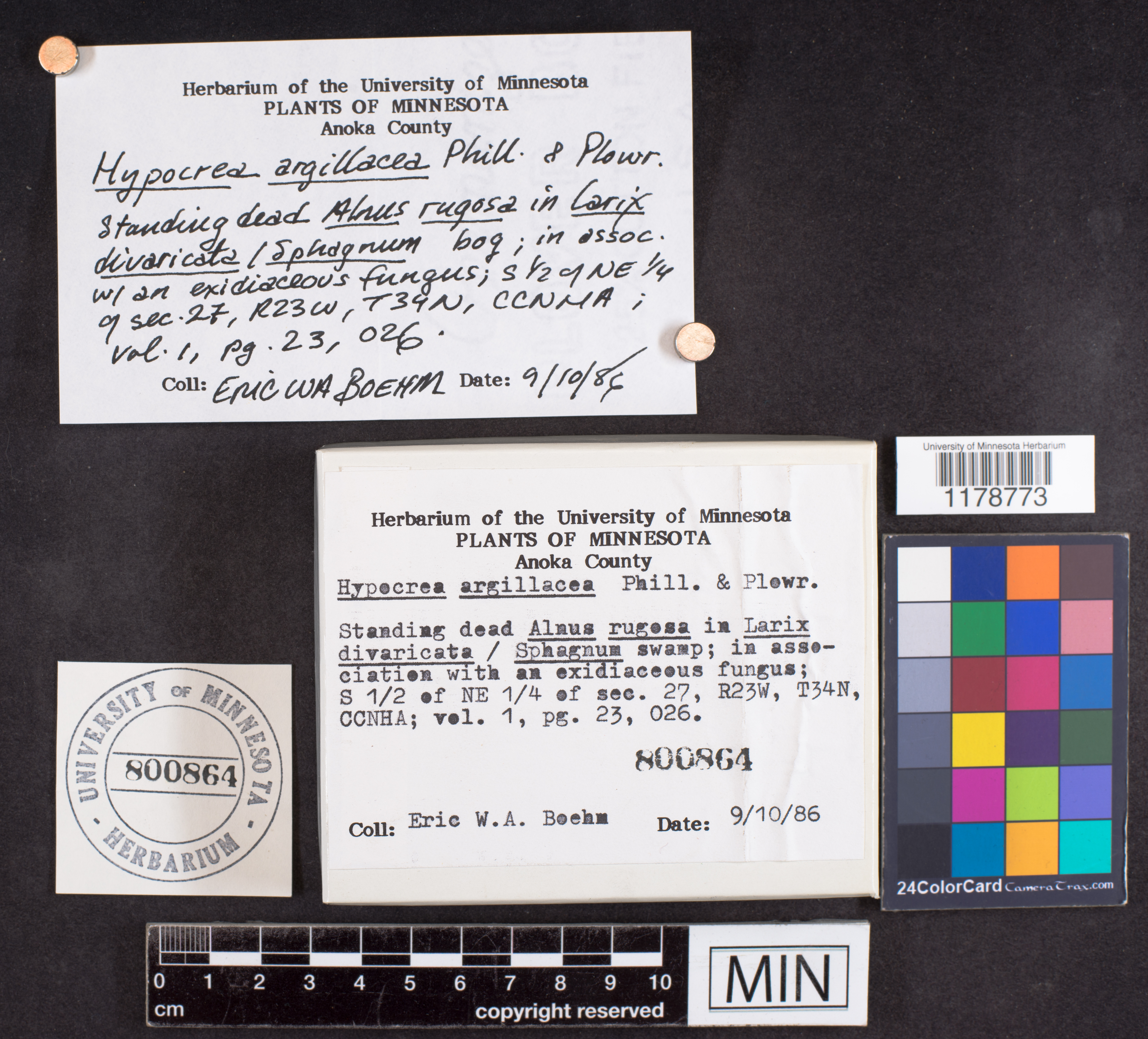 Hypocrea argillacea image