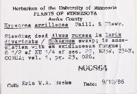 Hypocrea argillacea image