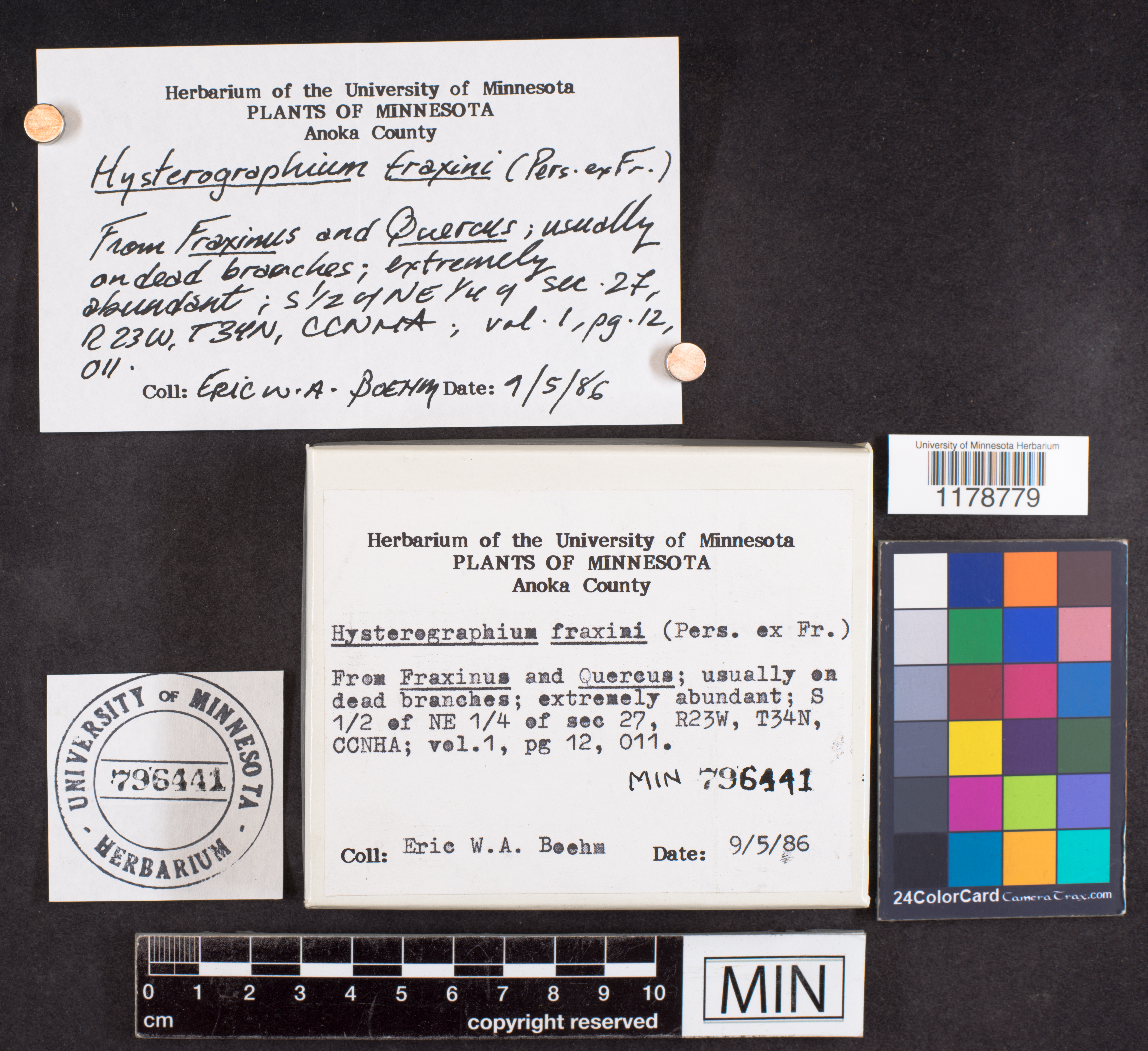 Hysterographium fraxini image