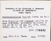 Hysterographium fraxini image