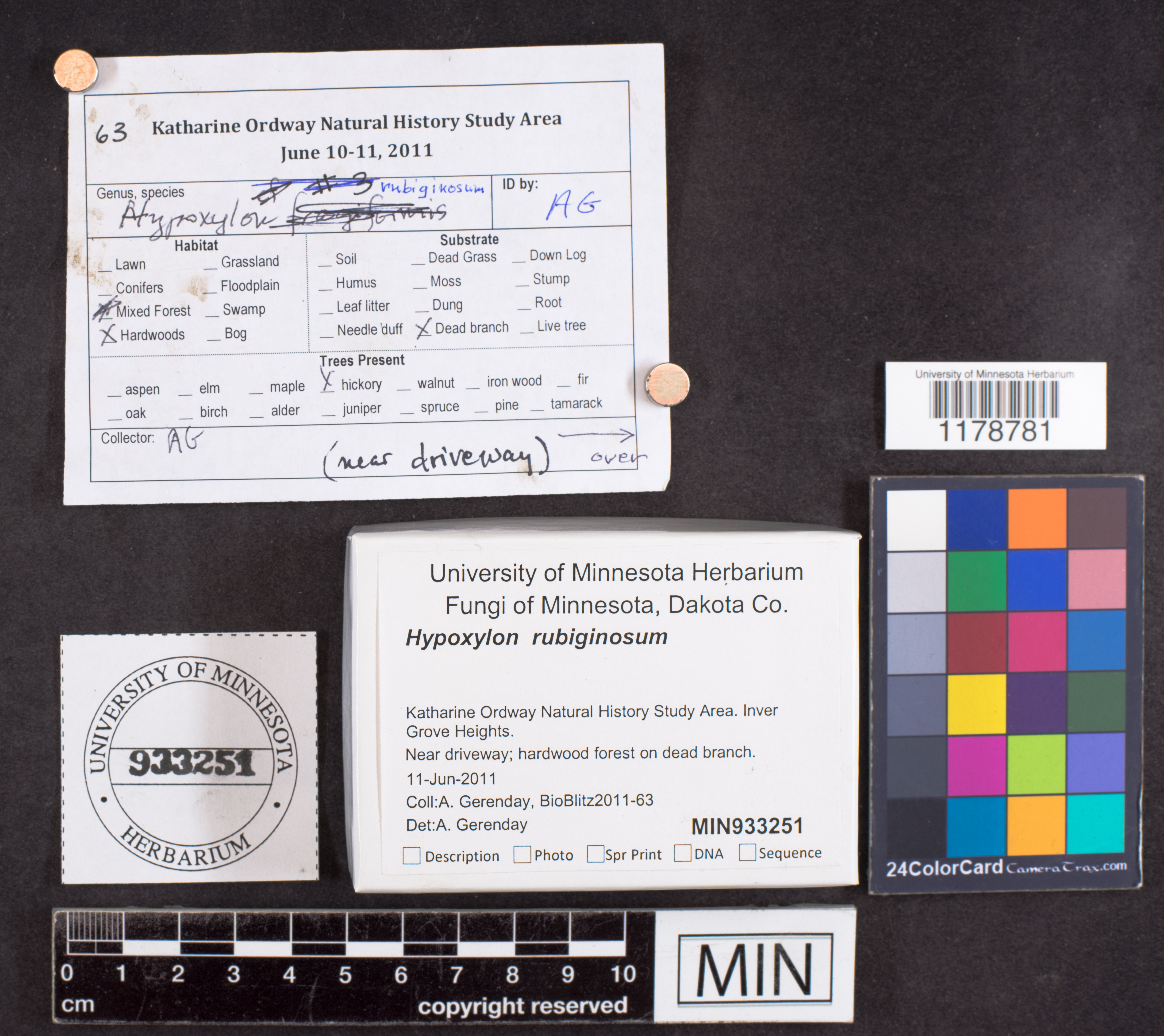 Hypoxylon rubiginosum image