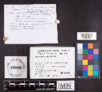 Hypoxylon rubiginosum image