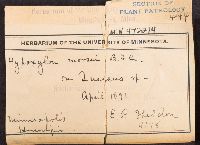 Entoleuca mammata image