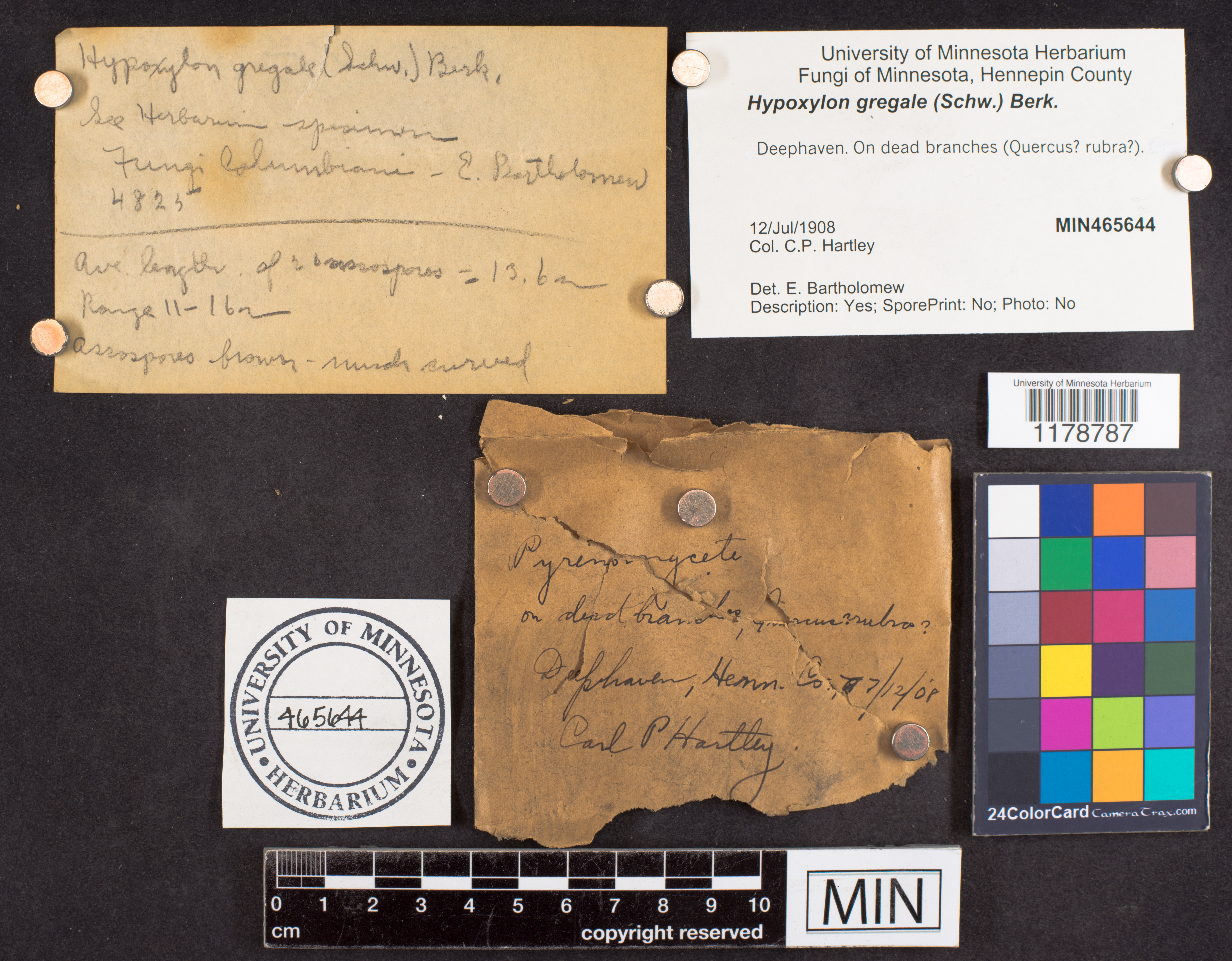 Hypoxylon gregale image