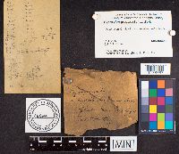 Hypoxylon gregale image