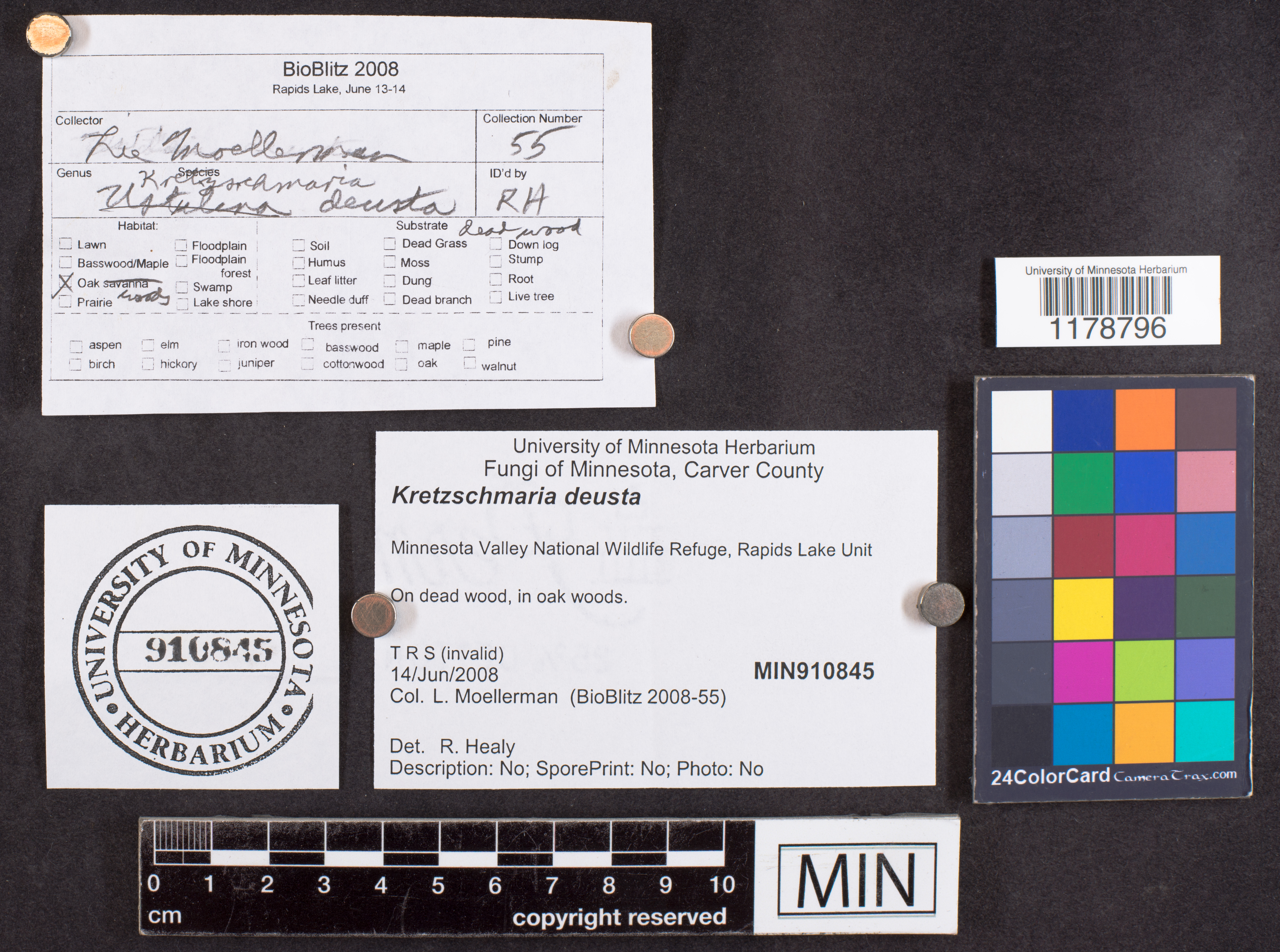 Kretzschmaria deusta image