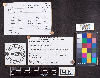 Kretzschmaria deusta image