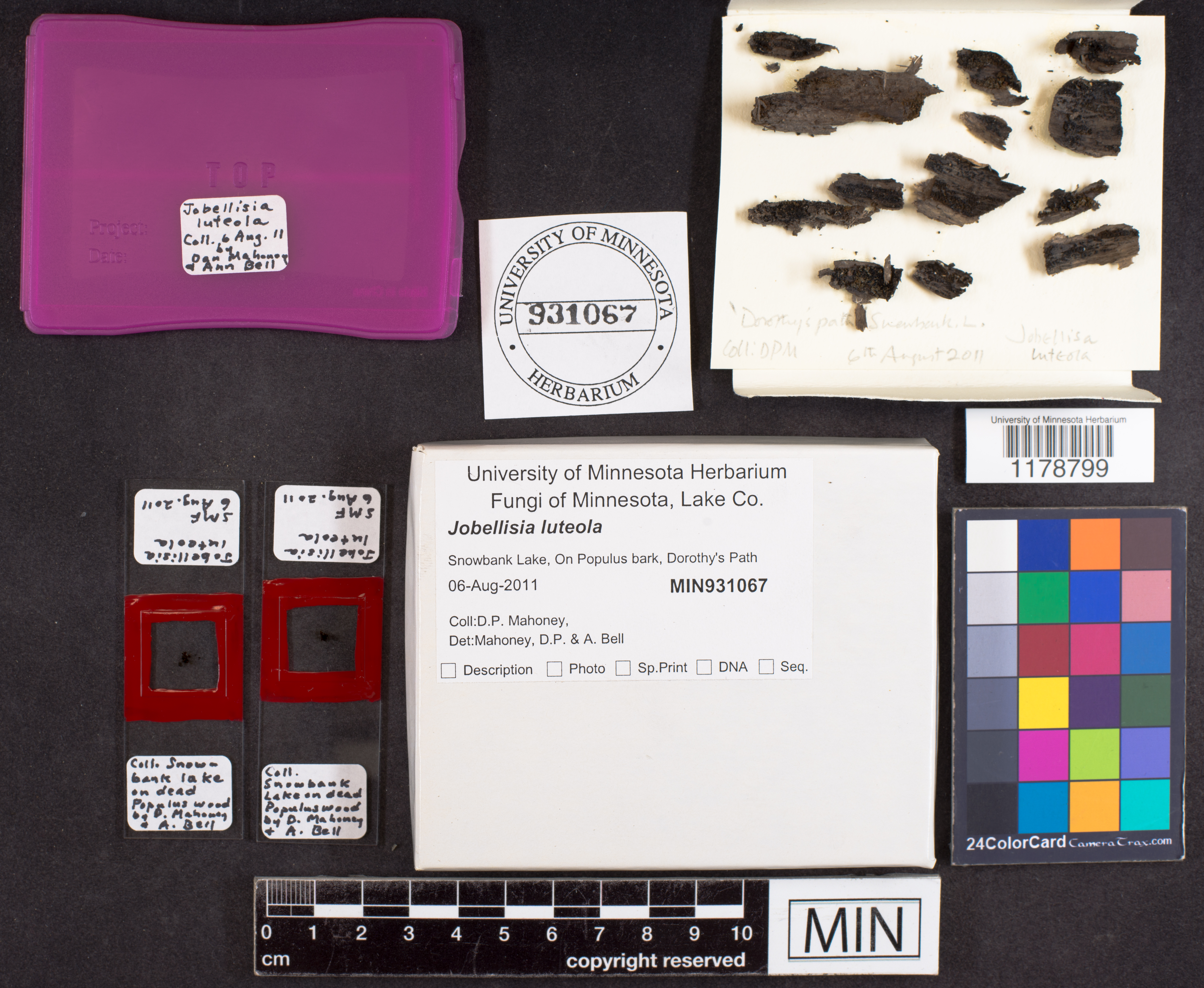 Jobellisia luteola image