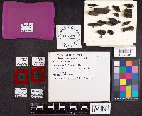 Image Associated With the Occurrence