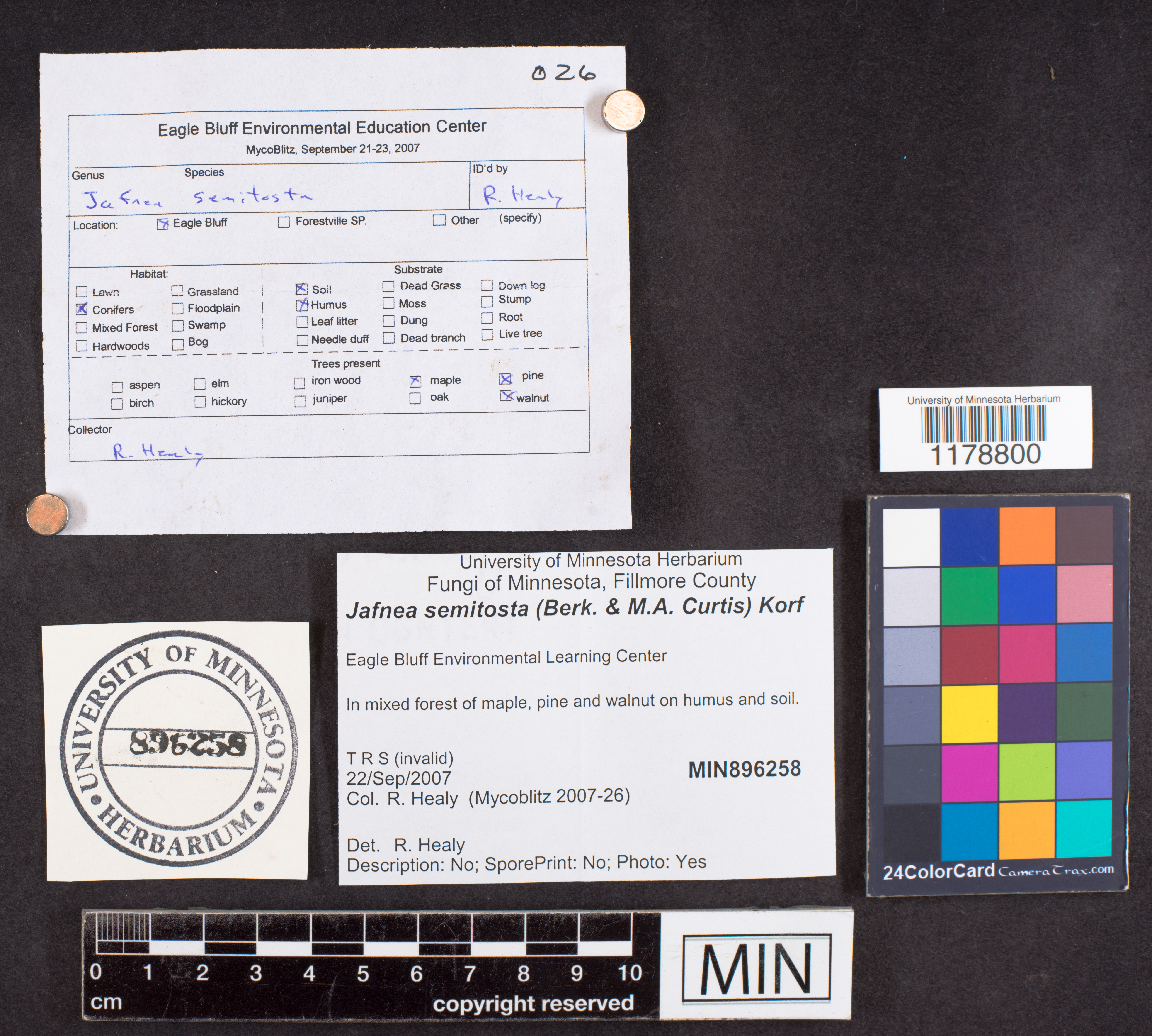 Jafnea semitosta image