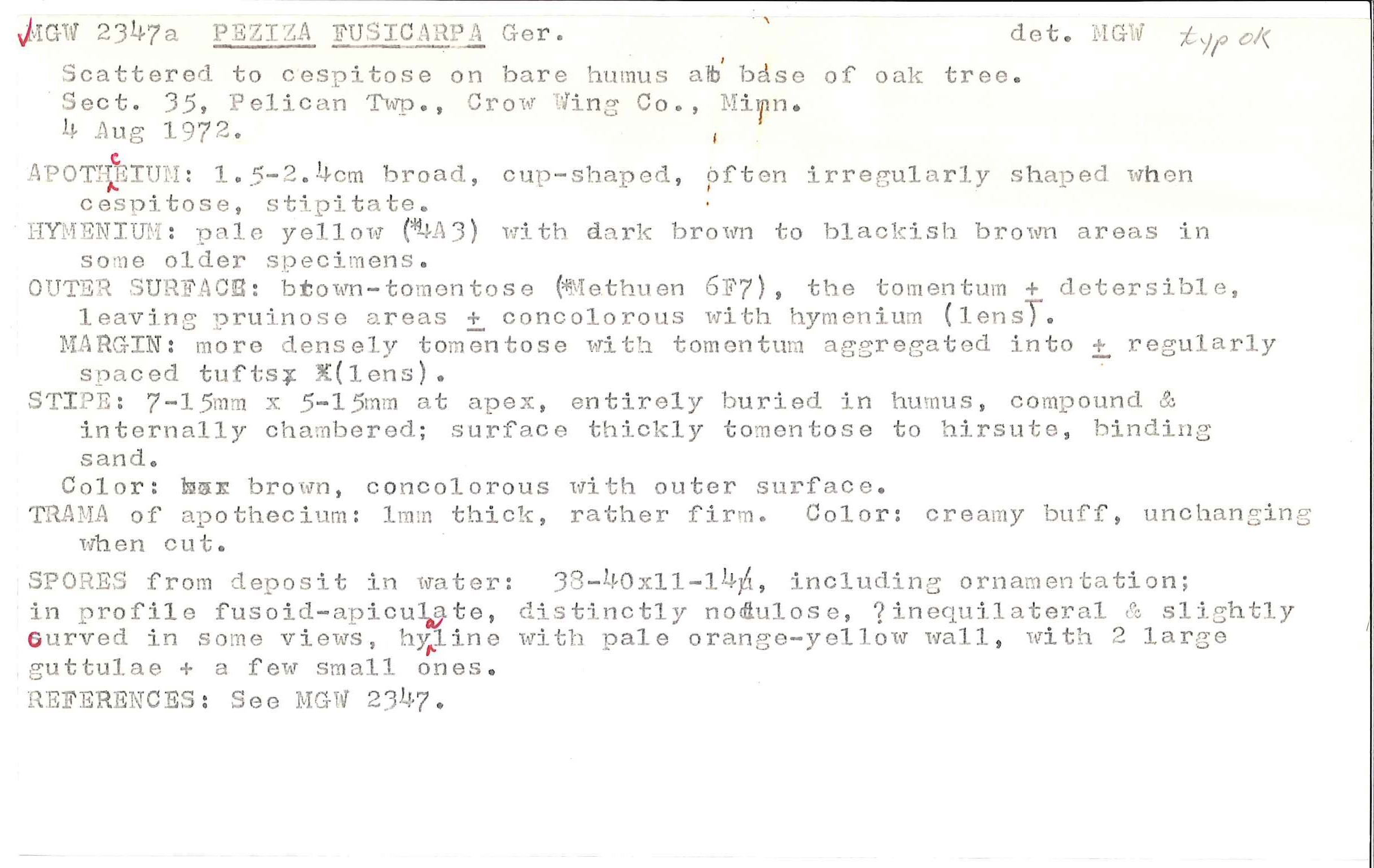 Jafnea fusicarpa image