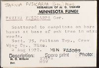 Jafnea fusicarpa image