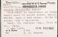 Jafnea fusicarpa image